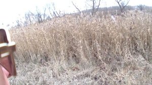 Охота с лабрадором