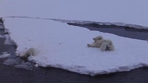 Медведи на севере