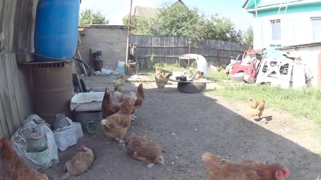 Куры, мой заработок на продаже пищевого Яйца