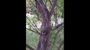 Санитарная обрезка деревьев от черного рака и гриба трутовика