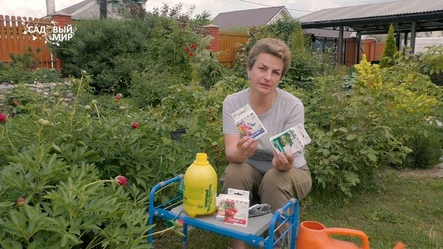 Неожиданно поникли пионы. Причины увядания пионов на кусту, как  избежать.
