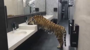Тигр пьет воду из раковины