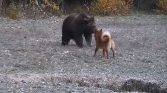Ирбис и медведь смотреть онлайн