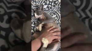 Беременная кошка породы канадский сфинкс