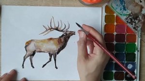 Как нарисовать оленя