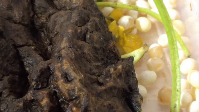 Кладка яиц улитки Ахатины смотреть онлайн