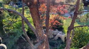 Хвойные | Обрезка хвойных деревьев | Формирование хвойных | Хвойная композиция | Ландшафтный дизайн