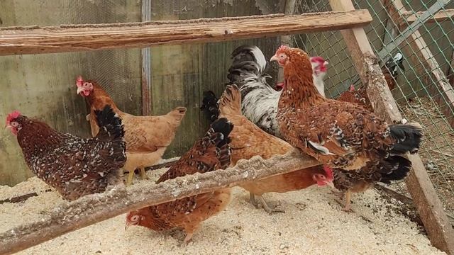 Мясояичные куры в  домашнем хозяйстве.