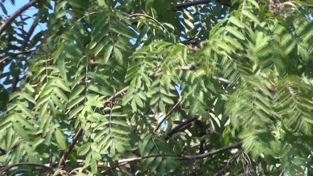 Ветер в листьях.Июльская зарисовка. смотреть онлайн