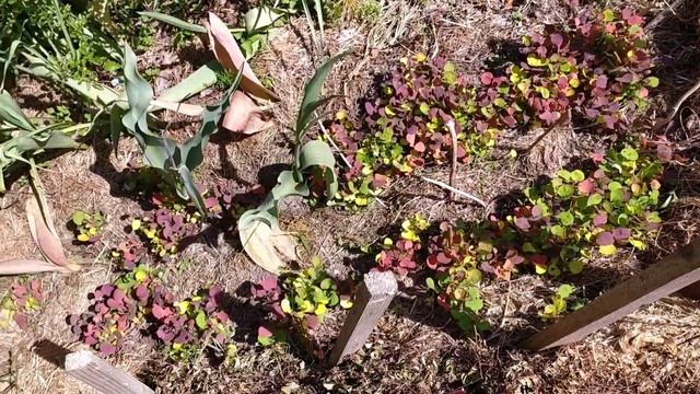 БАРБАРИС Тунберга из семян - как выглядят сеянцы в конце весны. смотреть онлайн