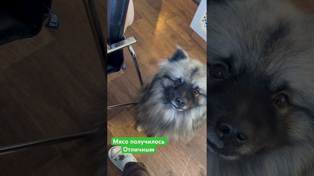 #кеесхонд #фитнес #keeshond #dog #еда #едаялюблютебя #пп смотреть онлайн