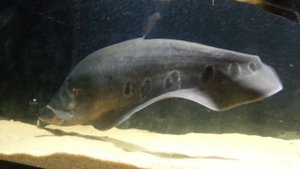 Индийский нож. Notopterus chitala. (04.01.2016)