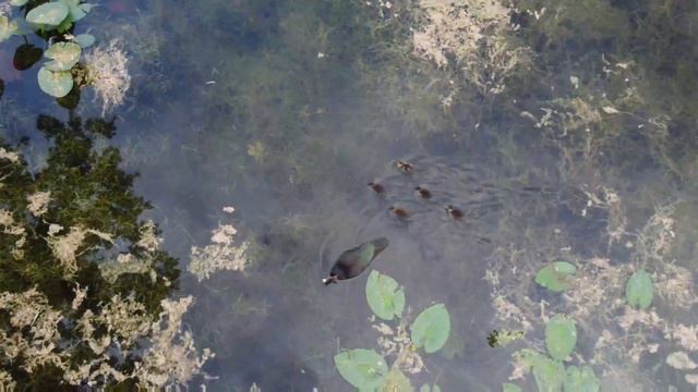 Mornings at the Park hit different | 4K Drone Shots смотреть онлайн