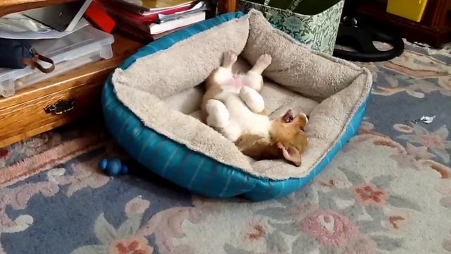 Corgi Puppies Compilation: The Cutest Corgi Puppies Running, Playing, and Just Being Cute! смотреть онлайн