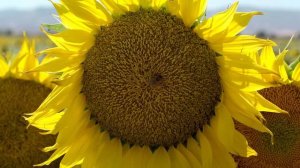 Samsung UHD Demo Nature