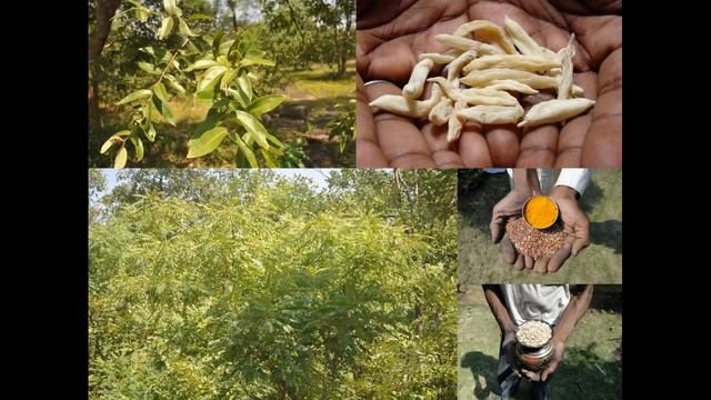 Medicinal Rice P5M Formulations for Limonium Excess: Pankaj Oudhia's Medicinal Plant Database смотреть онлайн