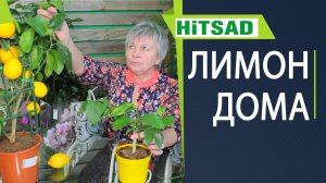 КАК ВЫРАСТИТЬ ЛИМОН ИЗ КОСТОЧКИ ✔️ КОМНАТНЫЙ ЛИМОН - уход, чем удобрять, особенности выращивания