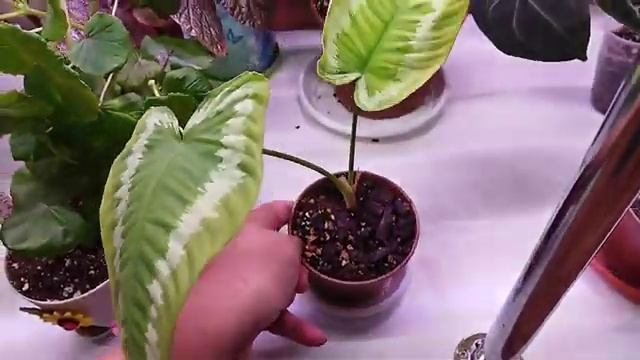 Цветы на нижней полке стеллажа ☘️/ Цветение тростниковых бегоний ??? смотреть онлайн