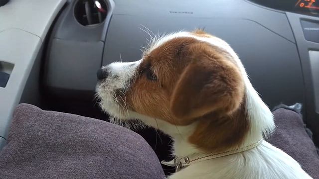 The Speaking Jack Russell Terrier. Говорящий Джек Рассел терьер