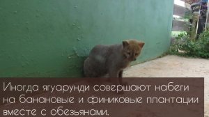 Вы точно не знали об этой дикой кошке. Ягуарунди