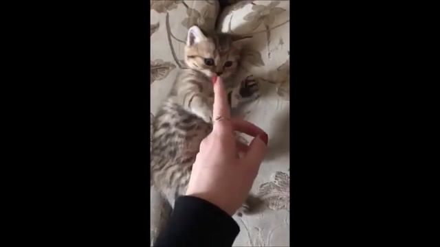 Котёнок - девочка//Шотландская прямоухая ♥ смотреть онлайн