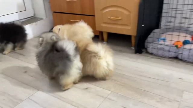 Щенки померанского шпица играют в догонялки! Смешные щенки! Смешные животные! Приколы с животными!