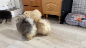 Щенки померанского шпица играют в догонялки! Смешные щенки! Смешные животные! Приколы с животными!