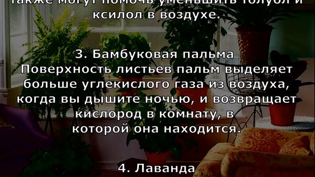 Эти 12 лучших растений для очистки воздуха вашей квартире смотреть онлайн