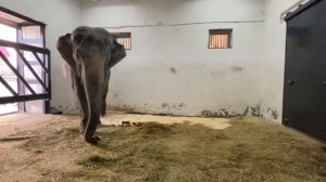 Слонихи Магда и Джени переговариваются через дверь!