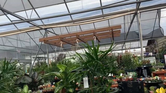 $3 White Butterfly Syngonium! $12 Calathea Makoyana! Plant Shopping at Home Depot and Pikes Nursery