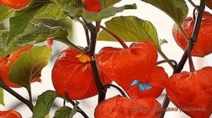 Физалис франше Миниатюра (miniatyura) ? Миниатюра обзор: как сажать, семена физалиса Миниатюра