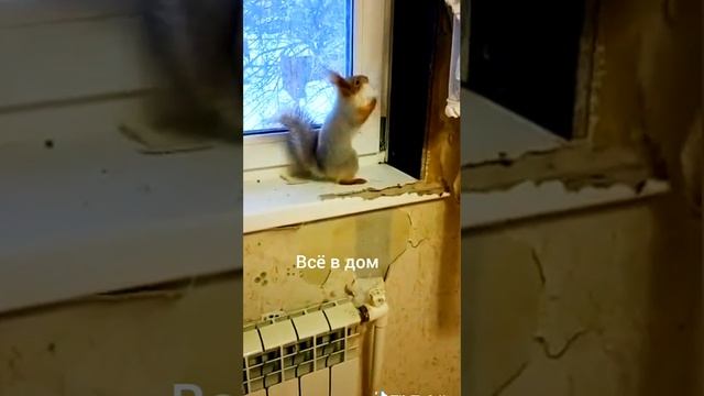 Всё в дом