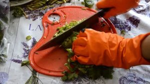 Зелень: мята, кинза, укроп, базилик, петрушка на зиму / Краткие рецепты