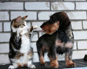 Смешные коты