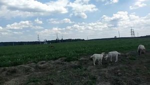 Зерно для дойных коз в жару// Цельная кукуруза для козьих зубов//Кто будет доедать сено после коз?/