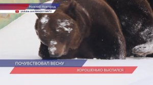 Бурый медведь Балу проснулся в зоопарке «Лимпопо»