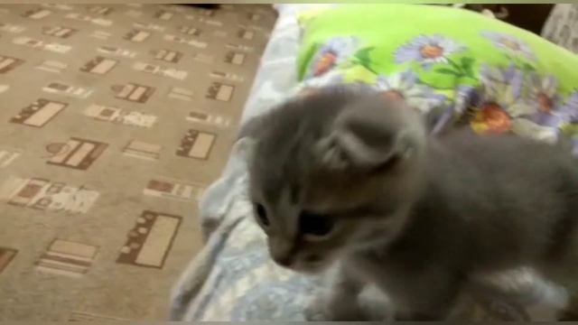 С днём рождения помошник смотреть онлайн