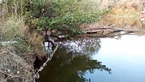 РЫБАЛКА НА КАРАСЯ ПОПЛАВОЧНОЙ УДОЧКОЙ С БЕРЕГА