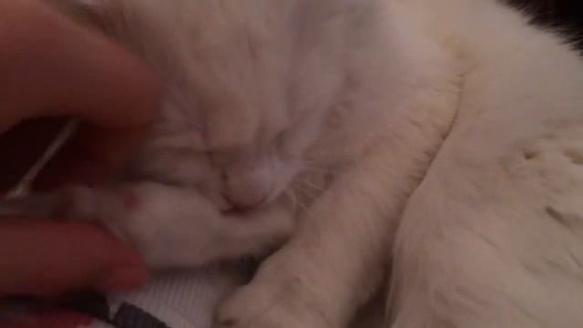 Смешная кошка ,,Чупа-Кошка" смотреть онлайн