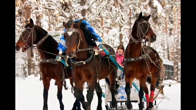 Лошади (зимой) смотреть онлайн