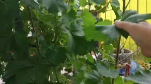 Виноград кишмиш342 сильнорослый сорт