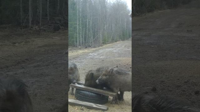 Кабан развлекается на кормушке. Голодный кабан @Shorts