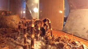 Паук птицеед! Когда паук боится таракана? Инси Винси spider Жесть!слабонервным не смотреть!!! HD ед