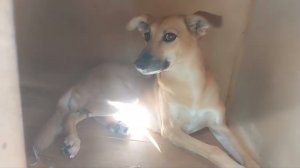 Ташкент.  Отит у алабая.