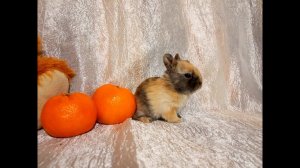 Декоративный кролик чешется (decorative small rabbit itches)