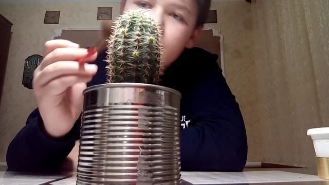 Мои ростения бамбук-драцена сандера смотреть онлайн