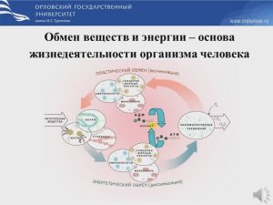 Обмен веществ и энергии – основа жизнедеятельности