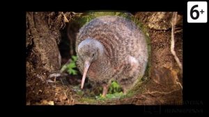 Удивительные соседи. Птица киви