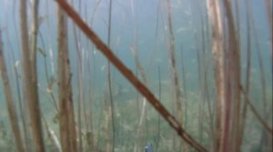 Подводная охота на Байкале.wmv