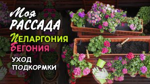 Пеларгония. Уход и подкормки весной